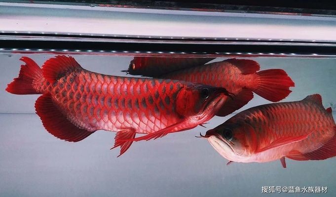 龍魚(yú)產(chǎn)地普林斯和大湖紅龍哪個(gè)好養(yǎng)：探討龍魚(yú)產(chǎn)地普林斯和大湖紅龍哪個(gè)好養(yǎng)，新手需要了解