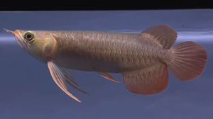龍魚產(chǎn)地普林斯和大湖紅龍哪個(gè)好養(yǎng)：探討龍魚產(chǎn)地普林斯和大湖紅龍哪個(gè)好養(yǎng)，新手需要了解
