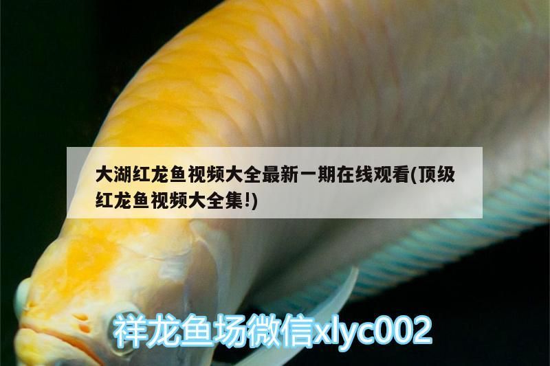 大湖紅龍魚視頻大全最新一期在線觀看(頂級紅龍魚視頻大全集!)