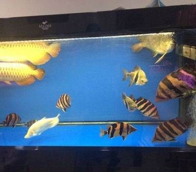 如何判斷四紋虎魚健康狀態，判斷四紋虎魚的健康狀態從以下幾個方面進行觀察