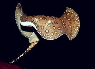 魟魚呼吸急促翹嘴怎么辦：養[需手動填充]魚呼吸急促翹嘴怎么辦