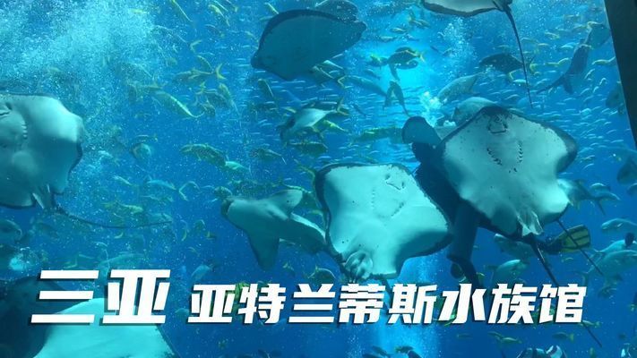 開個水族館的艱難生活視頻大全（關于開個水族館的艱難生活視頻大全）