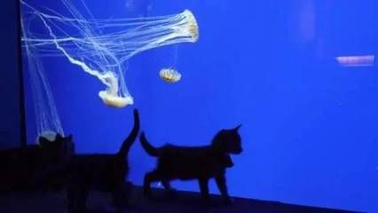 開個水族館的艱難生活視頻大全（關于開個水族館的艱難生活視頻大全）