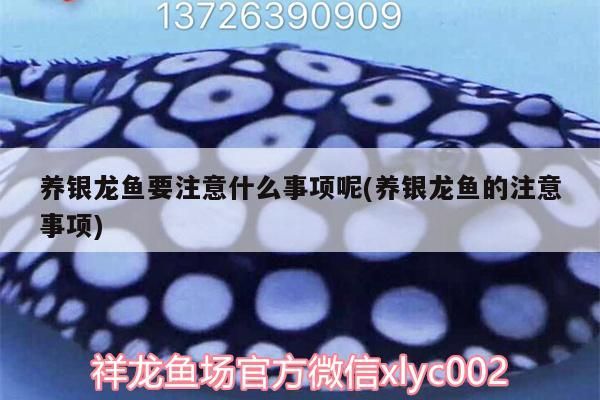 養銀龍魚要注意什么事項呢(養銀龍魚的注意事項)
