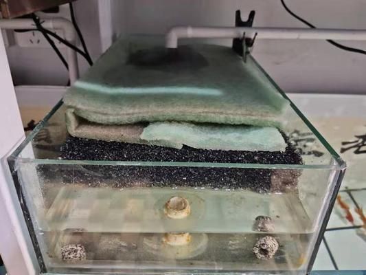 金龍魚水質(zhì)監(jiān)測工具推薦：哈維森水質(zhì)檢測儀