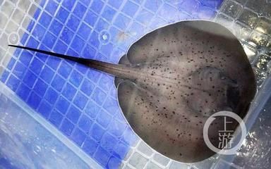 魟魚多大繁殖一次：魟魚的繁殖周期