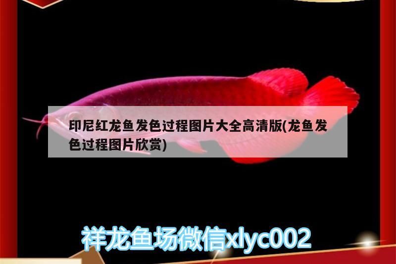 印尼紅龍魚發(fā)色過程圖片大全高清版(龍魚發(fā)色過程圖片欣賞)