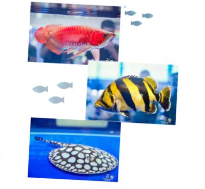 龍魚須子連根斷后能恢復需結合魚齡和飼養條件判斷（龍魚須子斷了還能長出來嗎）