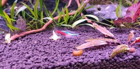 最貴紅龍魚500萬：探尋最貴紅龍魚背后的神秘世界