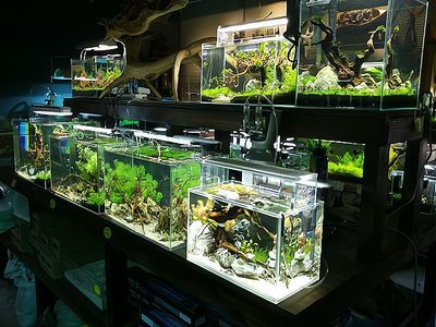 開家水族館進貨要求怎么寫文案（開家水族館進貨要求）