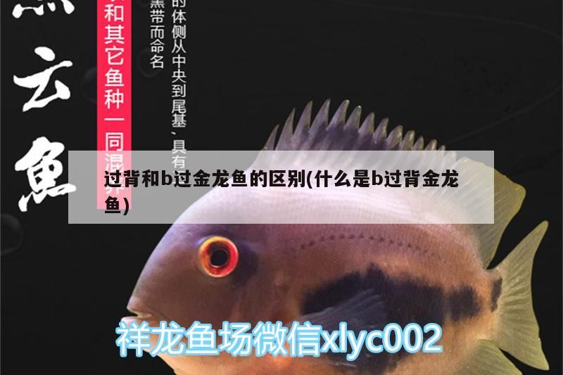 過背和b過金龍魚的區別(什么是b過背金龍魚)