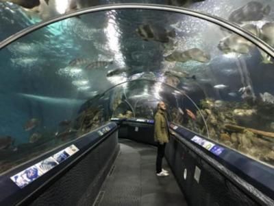 開家水族館進貨要求怎么寫文案（開家水族館進貨要求）