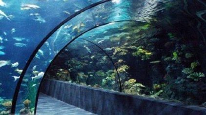 水族館觀賞魚圖片(提升水族館觀賞魚吸引力的策略) 水族館百科(水族館加盟) 第4張 水族館觀賞魚圖片(提升水族館觀賞魚吸引力的策略) 水族館觀賞魚圖片(提升水族館觀賞魚吸引力的策略) 水族館百科(水族館加盟) 第4張
