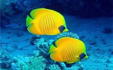 水族館觀賞魚圖片(提升水族館觀賞魚吸引力的策略) 水族館百科(水族館加盟) 第5張 水族館觀賞魚圖片(提升水族館觀賞魚吸引力的策略) 水族館觀賞魚圖片(提升水族館觀賞魚吸引力的策略) 水族館百科(水族館加盟) 第5張