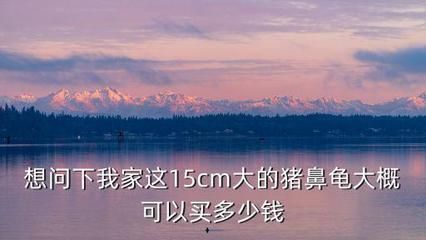 15厘米豬鼻龜價(jià)格
