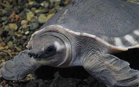 15厘米豬鼻龜價(jià)格