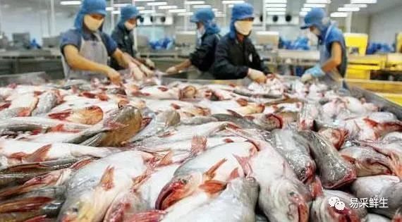 藍印度金龍魚(藍色金龍魚價格)