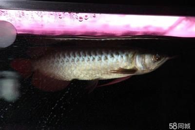 魟魚多長(zhǎng)：關(guān)于魟魚長(zhǎng)度的一些詳細(xì)信息