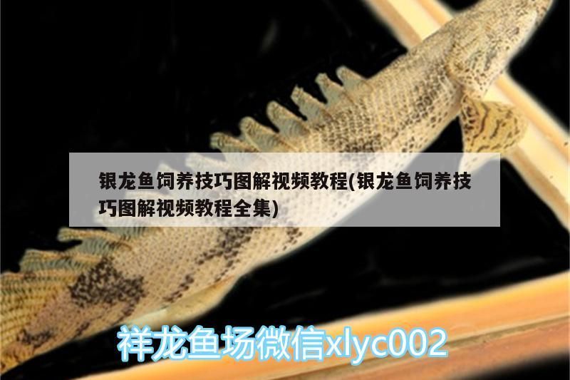 銀龍魚飼養技巧圖解視頻教程(銀龍魚飼養技巧圖解視頻教程全集)