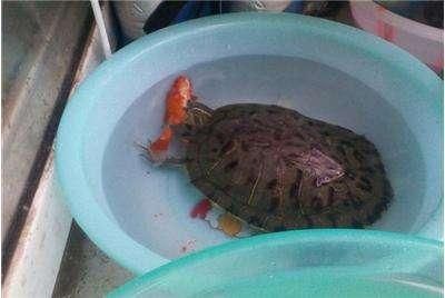 豬鼻龜分幾種類型：豬鼻龜的飼養方式