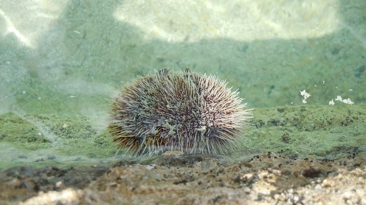 龍魚怎么在魚缸底部 休息，龍魚休息習慣的科學解釋，改善龍魚休息環境的方法