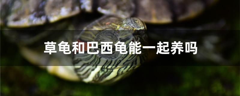 草龜和巴西龜能一起養嗎