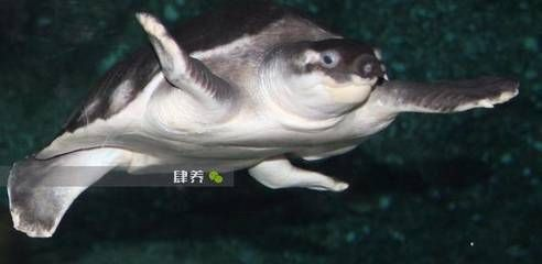 豬鼻龜可以活幾年：豬鼻龜一般能活多少年