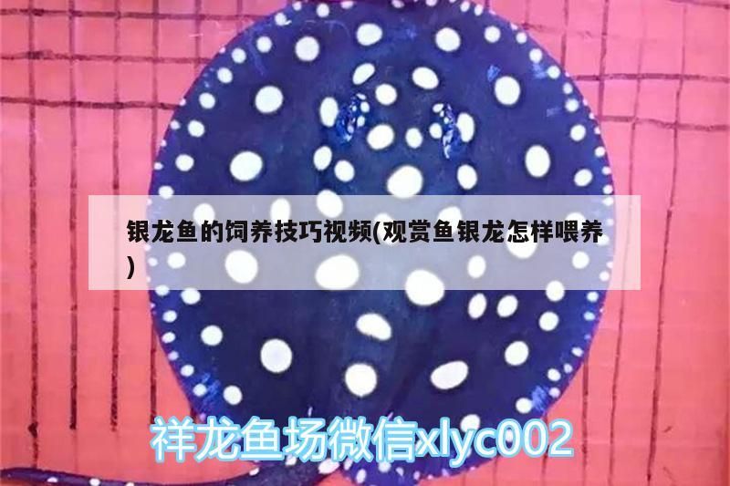 銀龍魚的飼養(yǎng)技巧視頻(觀賞魚銀龍怎樣喂養(yǎng))