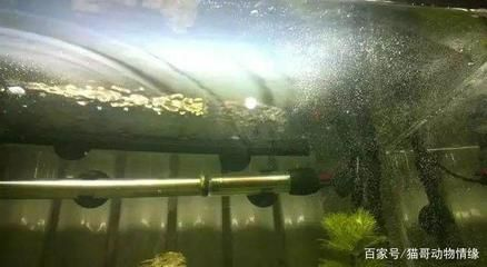 魚缸是啥，如何維護魚缸水質清潔？魚缸燈光選擇技巧