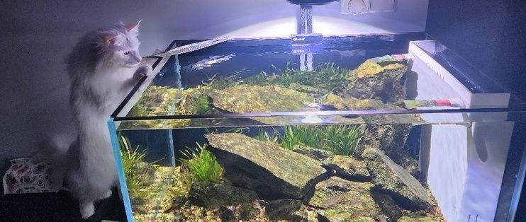 魚缸是啥，如何維護魚缸水質清潔？魚缸燈光選擇技巧
