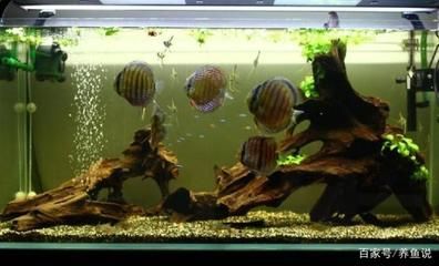 魚缸是啥，如何維護魚缸水質清潔？魚缸燈光選擇技巧