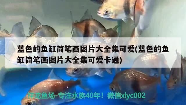 藍(lán)色的魚缸簡(jiǎn)筆畫圖片大全集可愛(藍(lán)色的魚缸簡(jiǎn)筆畫圖片大全集可愛卡通)