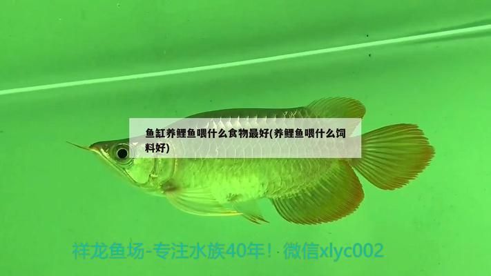 最貴紅金龍魚價格圖片及價格大全圖：探尋最貴紅金龍魚，價格、圖片及市場全解析