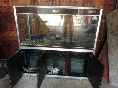金龍魚缸多寬多高合適，金龍魚的魚缸尺寸