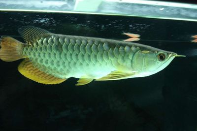 過背金龍魚幼魚怎么養活的快一點：過背金龍魚幼魚的養殖需要注意什么，過背金龍魚幼魚的養殖方法