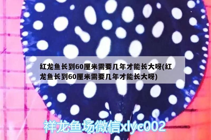 紅龍魚長到60厘米需要幾年才能長大呀(紅龍魚長到60厘米需要幾年才能長大呀) 紅龍魚長到60厘米需要幾年才能長大呀(紅龍魚長到60厘米需要幾年才能長大呀) 元寶鳳凰魚百科 第3張