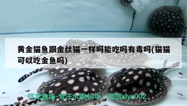 黃金貓魚跟金絲貓一樣嗎能吃嗎有毒嗎(貓貓可以吃金魚嗎) 黃金貓魚百科 第3張 黃金貓魚跟金絲貓一樣嗎能吃嗎有毒嗎(貓貓可以吃金魚嗎) 黃金貓魚跟金絲貓一樣嗎能吃嗎有毒嗎(貓貓可以吃金魚嗎) 黃金貓魚百科 第3張