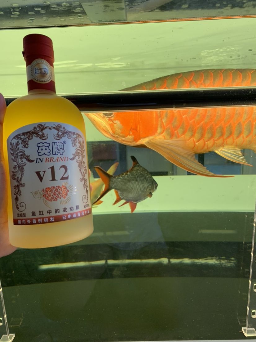 你是和愛魚干一杯還是給他做個大保健？