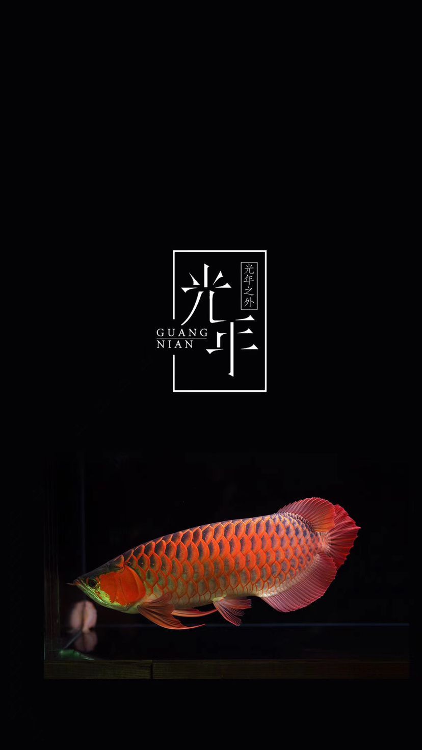 你是和愛魚干一杯還是給他做個大保健？