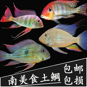 血1雷龍魚品相(血一雷龍魚怎樣分公母)