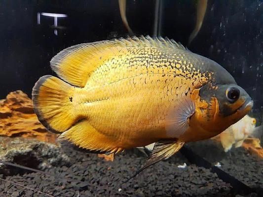 啥叫過背金龍魚(過背金龍魚百科)