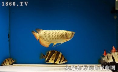 虎魚單養一條：單養一條虎魚在家庭飼養條件下是可行的，但需要考慮到因素