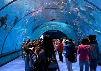 水族館開館時間（上海海洋水族館特色展覽介紹水族館開館時間表演時間表）