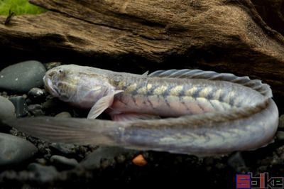 圖騰金龍魚常見疾病預防：金龍魚日常健康管理措施有效提高金龍魚健康水平