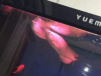 剛到家的龍魚,在缸底不動怎么辦