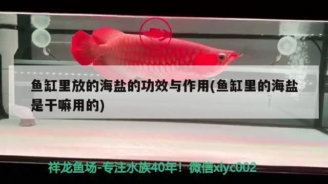 魚缸里放的海鹽的功效與作用(魚缸里的海鹽是干嘛用的) 魚缸里放的海鹽的功效與作用(魚缸里的海鹽是干嘛用的) 元寶鳳凰魚百科 第2張