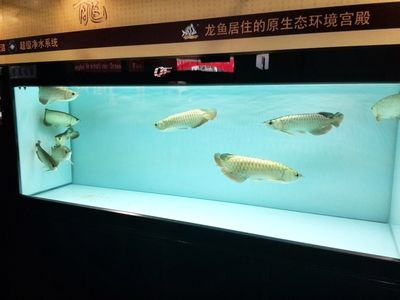 龍魚專用魚缸,龍魚專用魚缸的設計和配置 魚缸百科 第4張 龍魚專用魚缸,龍魚專用魚缸的設計和配置 龍魚專用魚缸,龍魚專用魚缸的設計和配置 魚缸百科 第4張