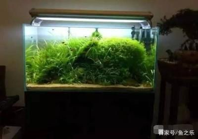 瑞龍魚缸咋樣好養，瑞龍魚缸咋樣好養瑞龍魚缸內植物配置技巧 瑞龍魚缸咋樣好養，瑞龍魚缸咋樣好養瑞龍魚缸內植物配置技巧 魚缸百科 第4張