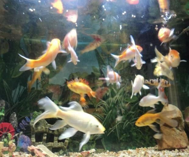 瑞龍魚缸咋樣好養，瑞龍魚缸咋樣好養瑞龍魚缸內植物配置技巧 瑞龍魚缸咋樣好養，瑞龍魚缸咋樣好養瑞龍魚缸內植物配置技巧 魚缸百科 第6張