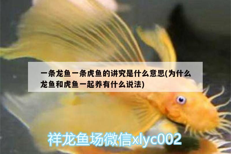 一條龍魚一條虎魚的講究是什么意思(為什么龍魚和虎魚一起養有什么說法)
